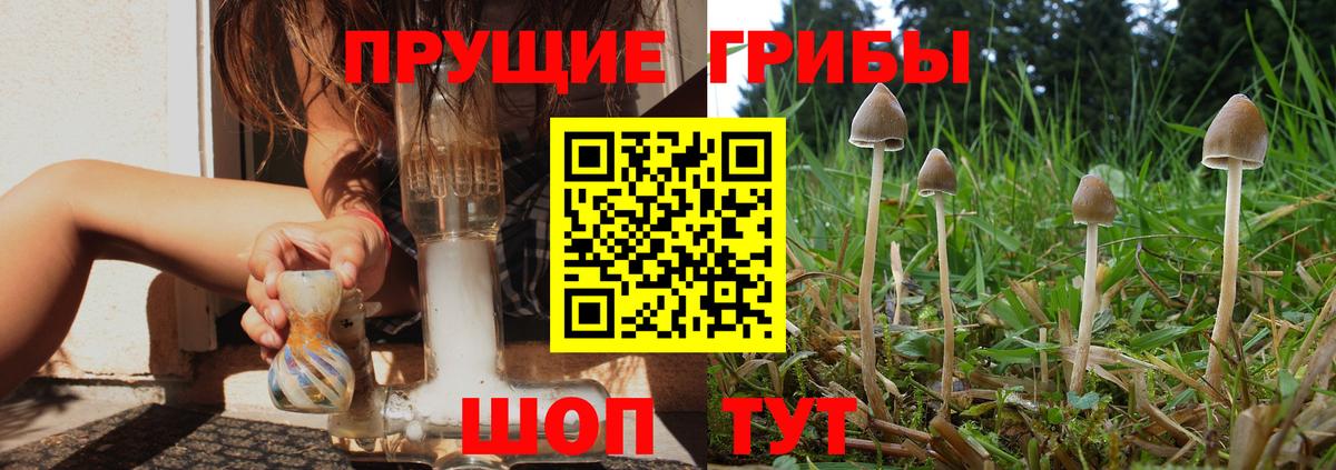 Галлюциногенные грибы Psilocybine cubensis  Архангельск 